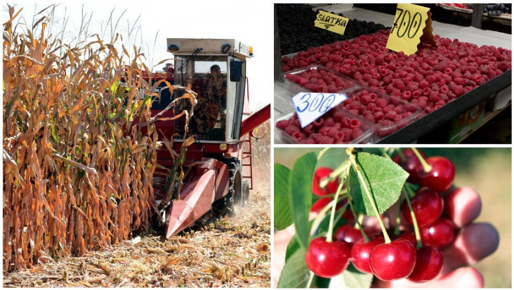 Izvoz agrara veći 16,7 odsto veći nego lane - kukuruz i malina aduti na stranom tržištu