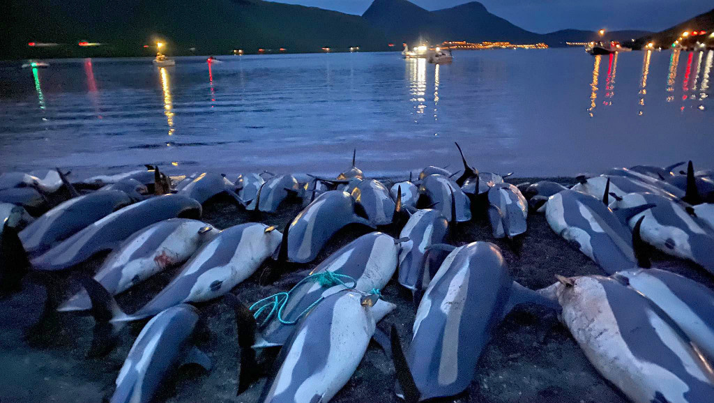 Masovni lov i masakr delfina na Farskim Ostrvima izazvalo je međunarodno negodovanje, reagovao premijer