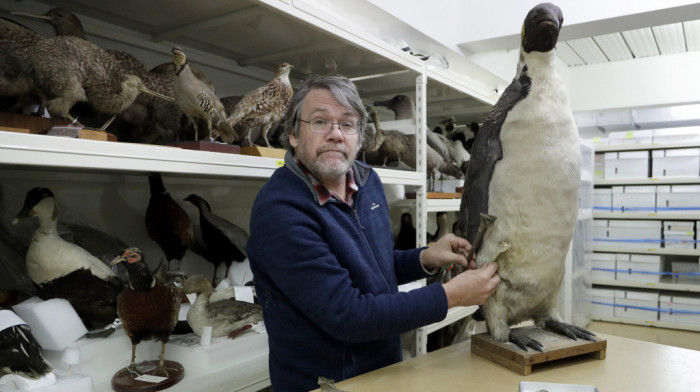 Grupa dece arheologa pronašla 27 miliona godina star fosil džinovskog pingvina