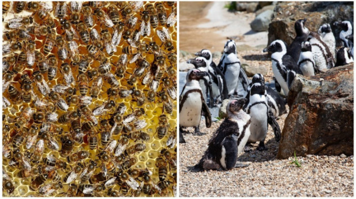 Neobičan napad na plaži: Roj pčela usmrtio više od 60 pingvina u Južnoj Africi