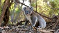 Koalama preti izumiranje, preostalo ih je samo 30.000 u Australiji