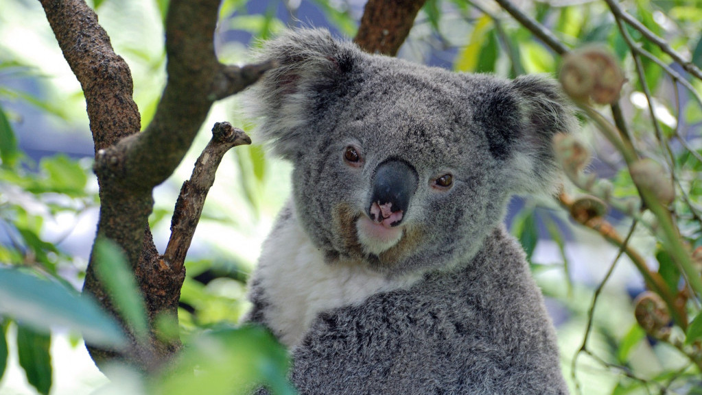 Masovno ubijanje koala izazvalo osude aktivista u Australiji: Ustreljene iz helikoptera nakon šumskog požara