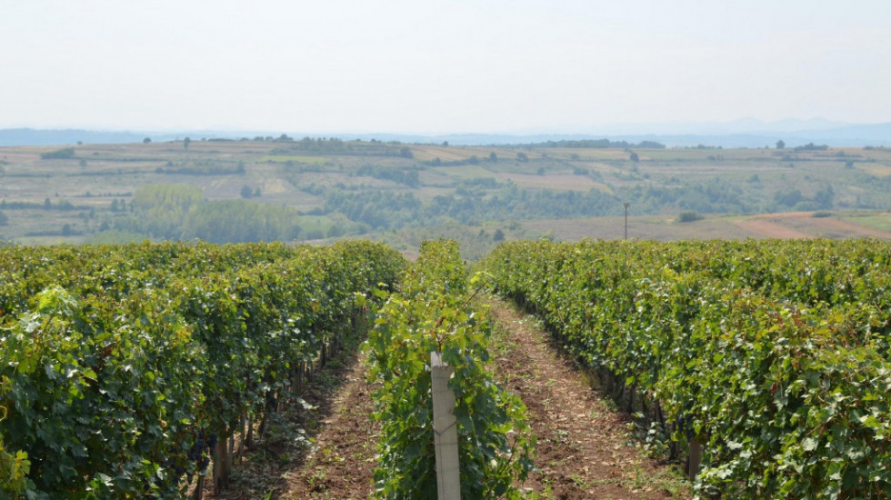 Ministarstvo poljoprivrede čestitalo vinogradarima i vinarima Svetog Trifuna