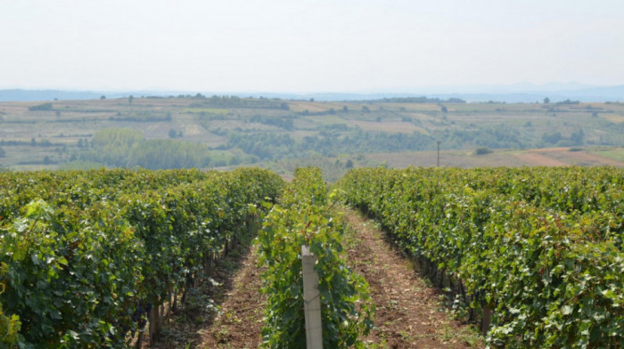 Ministarstvo poljoprivrede čestitalo vinogradarima i vinarima Svetog Trifuna