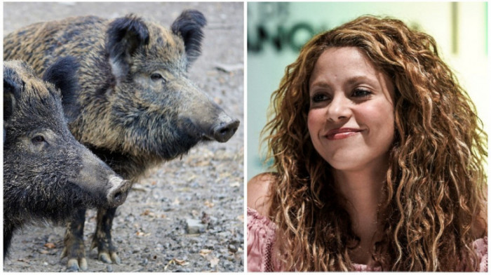 Šakiru u Barseloni napale divlje svinje i uništile joj torbu