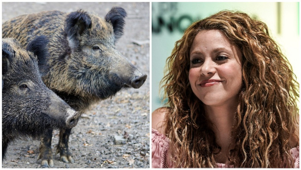 Šakiru u Barseloni napale divlje svinje i uništile joj torbu