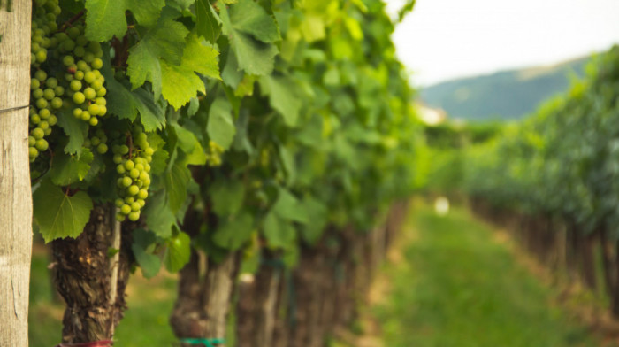 Proglašena najbolja vinarija na svetu, dolazi iz iste zemlje već tri godine zaredom