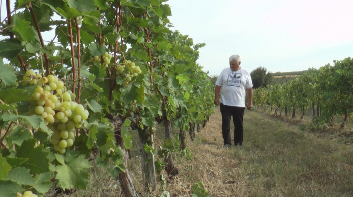 U "srpskoj Toskani" svaka kuća ima bar jedan vinograd: Stare sorte daju specifične ukuse