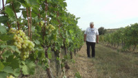 U "srpskoj Toskani" svaka kuća ima bar jedan vinograd: Stare sorte daju specifične ukuse
