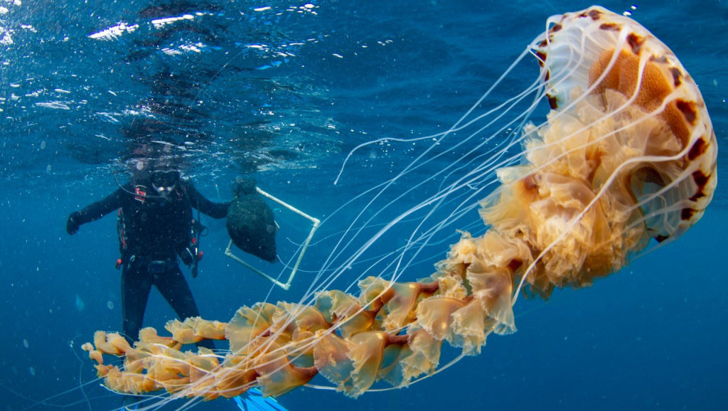 Naučnici iz Splita naišli na ogromnu meduzu, ovakav primerak još nije viđen