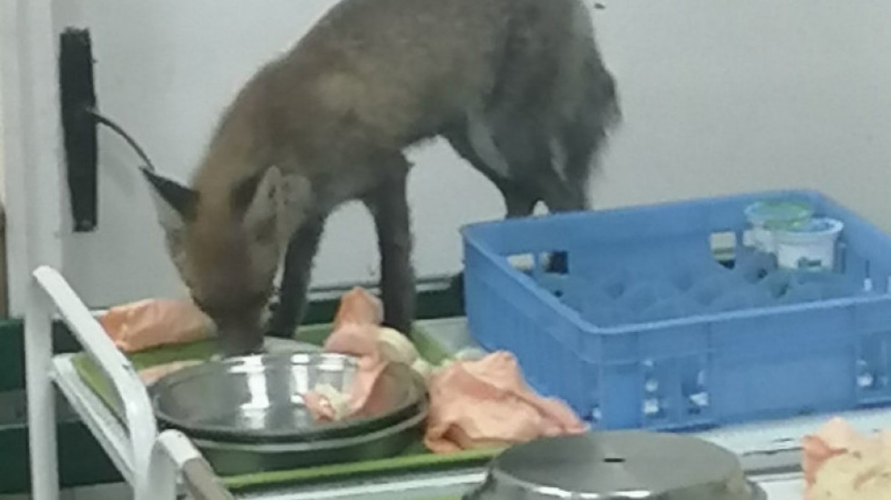 Uhvaćena lisica koja je uznemiravala pacijente i lekare u čačanskoj bolnici