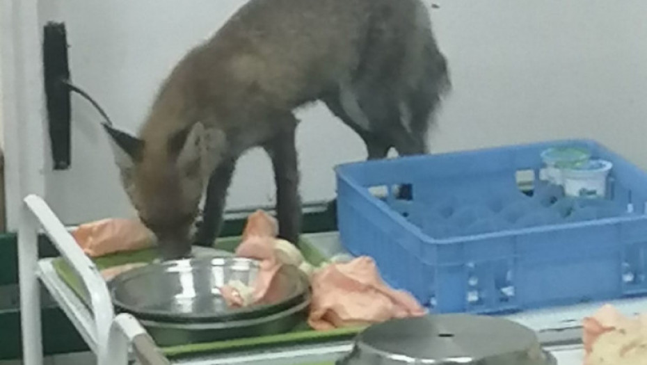 Uhvaćena lisica koja je uznemiravala pacijente i lekare u čačanskoj bolnici