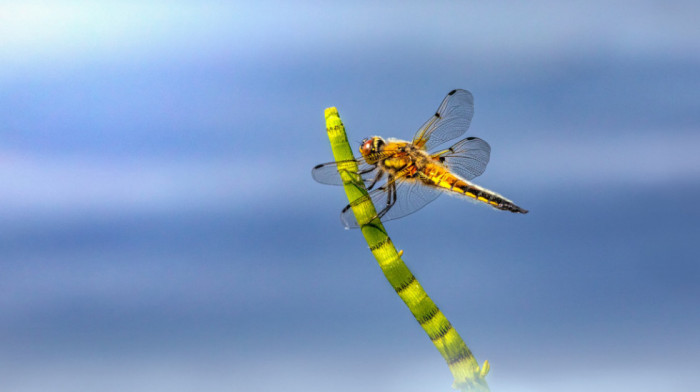 Insektima koji imaju važnu ulogu u suzbijanju bolesti preti izumiranje