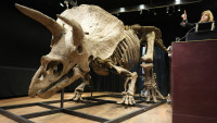 Prodat skelet najvećeg triceratopsa na svetu: Privatni kolekcionar platio 6,6 miliona evra za "Velikog Džona"