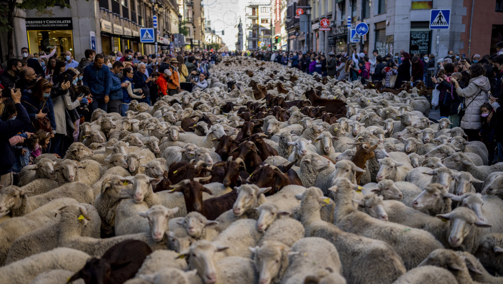 Neobičan prizor u Madridu, pastiri poveli stada ovaca kroz centar grada i drevnim stazama krenuli na jug
