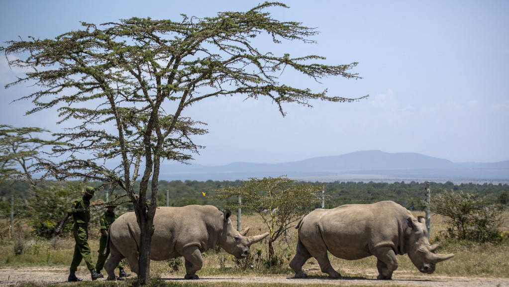 Fatu i Najin su poslednja dva bela nosoroga na svetu, naučnici pokušavaju da spreče njihovo izumiranje