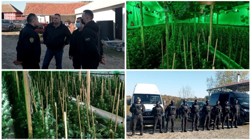 Policija kod Uba pronašla laboratoriju za  uzgoj marihuane sa 1.170 stabljika kanabisa