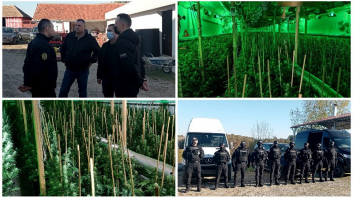 Policija kod Uba pronašla laboratoriju za  uzgoj marihuane sa 1.170 stabljika kanabisa