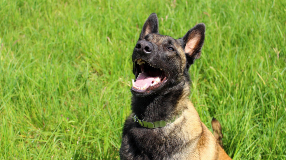 Svetski dan pasa vodiča: Koliko su važni i kome sve mogu da pomognu