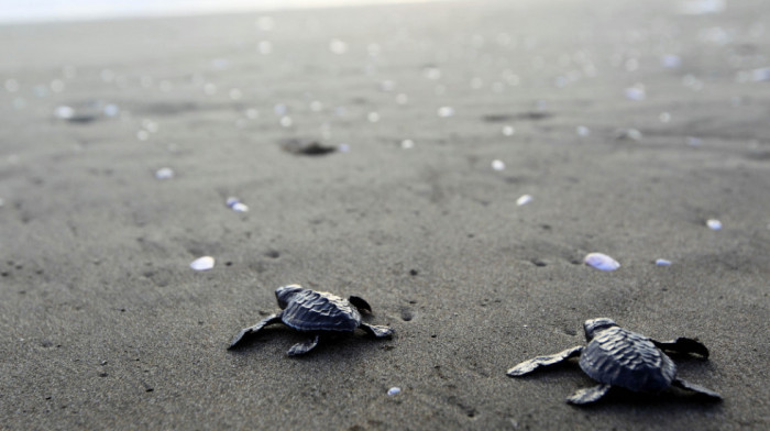 Rekordni broj gnezda kornjača zabeležen na obalama Floride misterija i za biologe