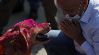 FOTO Festival na kojem se psi, pa čak i lutalice slave kao božanstvo - čovekov način da kaže hvala