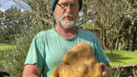 VIDEO Možda najveći krompir na svetu nikao u bašti obrasloj korovom: Stavili su mu šešir, prijavili Ginisu i nazvali Dag