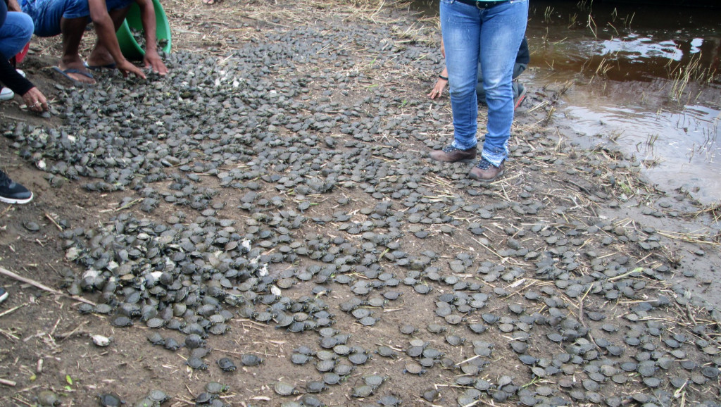 Volonteri u Peruu pustili 3.000 kornjača u Amazon i tako ih spasili