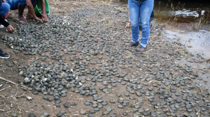 Volonteri u Peruu pustili 3.000 kornjača u Amazon i tako ih spasili