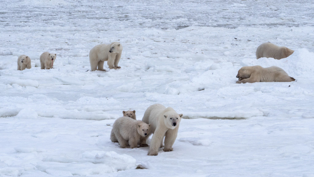 Ove godine manje polarnih medveda u ruskim arktičkim selima: Niže temperature im omogućavaju odlazak u lov
