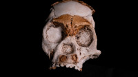 "Dete tame": Prvi put pronađeni ostaci lobanje deteta koje je pripadalo vrsti Homo naledi