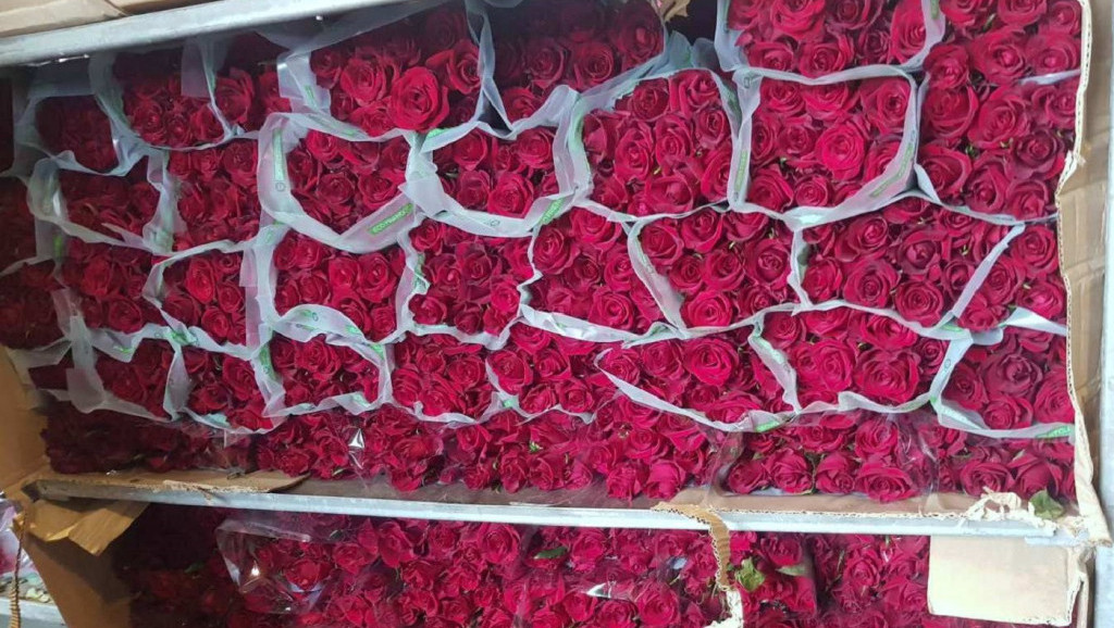 Carinici zaplenili ruže i hrizanteme - uvoznik prijavio 19.500 komada saksijskog i rezanog cveća, a uvezao pet puta više
