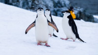 Pingvin sa Antarktika pojavio se 3.000 kilometara dalje, na Novom Zelandu
