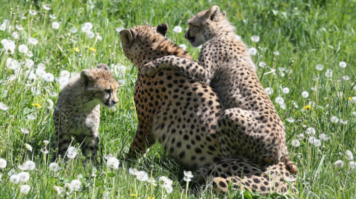 Gepardima preti izumiranje: Krijumčari hvataju mladunce i prodaju ih bogatim kupcima, cena i do 15.000 dolara