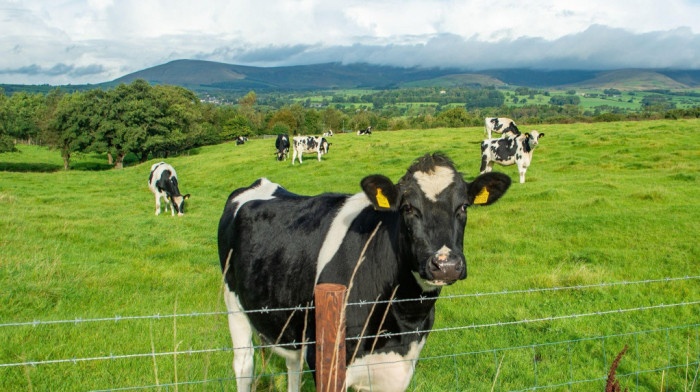 Neke kanadske krave biće uzgajane s ekološkim ciljem - da podriguju manje metana