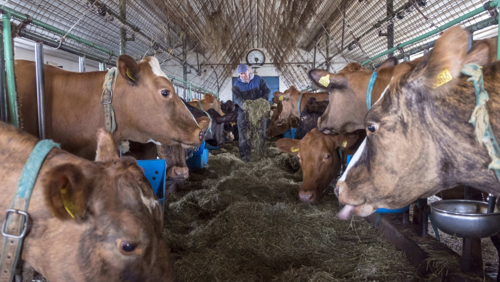 Stočarstvo u Srbiji na nivou nerazvijenih zemalja - broj goveda, svinja i ovaca drastično opao