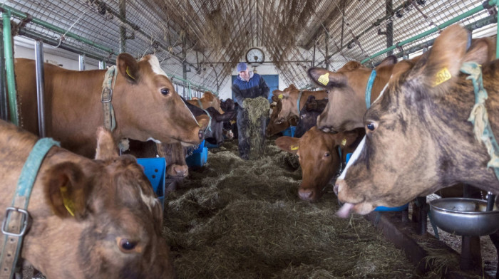 Prazne se obori po Srbiji: Broj goveda za godinu dana smanjen za 6,9 odsto, svinja za 7 procenata