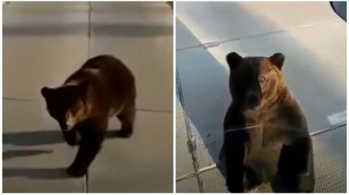 Neverovatan snimak iz Rusije: Muškarac je video medveda pored puta, zaustavio se i dao mu keks (VIDEO)
