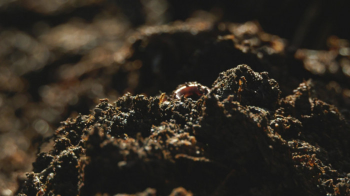 Ruski naučnici razvili biotehnologiju za čišćenje zemljišta zagađenog naftom