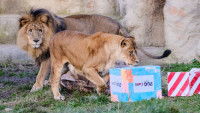 Lavovi u Zoološkom vrtu u Zagrebu zaraženi virusom korona