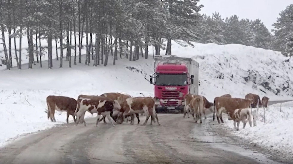 Krave i koze "blokirale" magistralni put Užice - Zlatibor, životinje izlaze na drum i ližu so