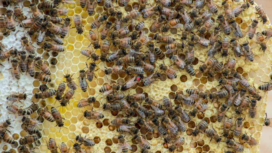 U Hrvatskoj ponovo veliki pomor pčela