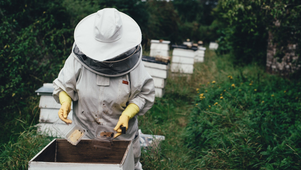 Raspisan konkurs za subvencije pčelarima, može se dobiti 800 dinara po košnici