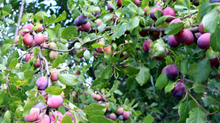 Put šljive od voćnjaka do laboratorije: Kako očuvati autohtone sorte u Srbiji