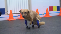 Dirljiva priča o psu koji koji je zahvaljujući ruskom veterinaru dobio novu šansu za život (VIDEO)