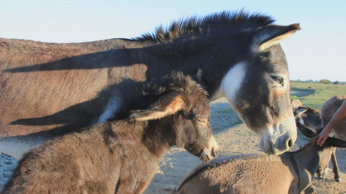 Za magareće mleko kažu da je najsličnije majčinom - litar košta od 20 do 50 evra, proizvođači imaju liste čekanja
