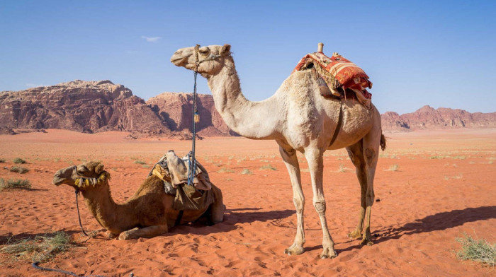 Saudijci kamilama ubrizgavali botoks u usta i davali hormone kako bi pobedile na takmičenju lepote