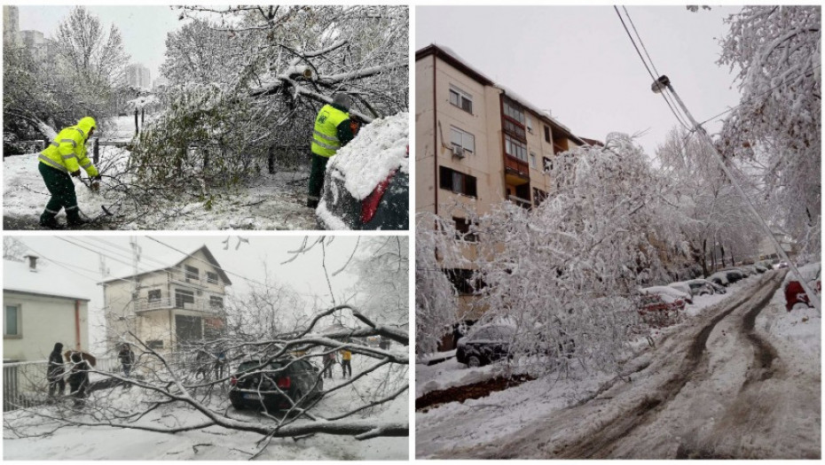 Do sada oko 750 intervencija zbog palih stabala širom Beograda, Radojičić: Šteta će biti nadoknađena