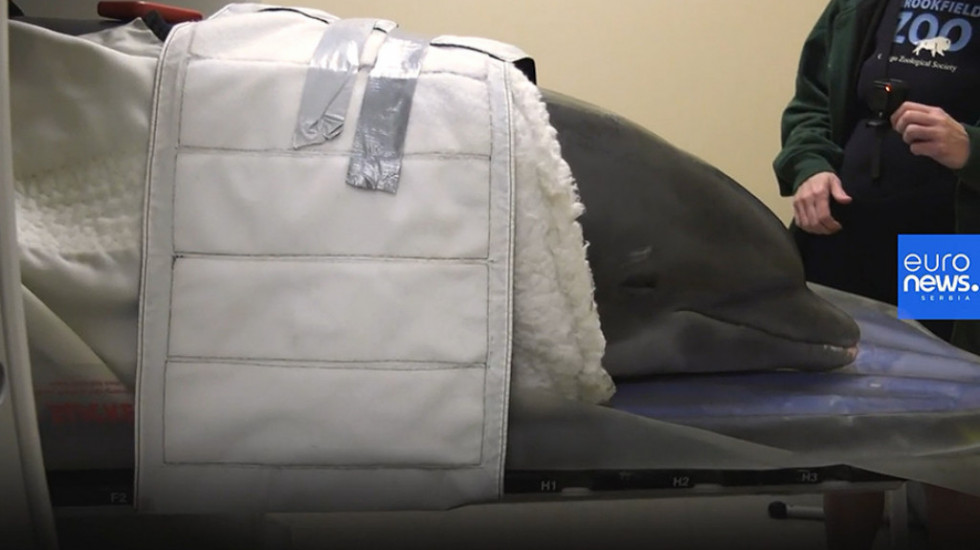 Srećni Laki: Tim veterinara leči strpljivog delfina obolelog od raka
