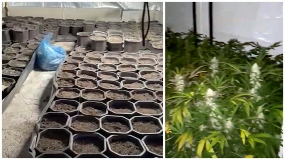 Policija u Zemunu otkrila improvizovanu laboratoriju za uzgoj marihuane, uhapšen osumnjičeni