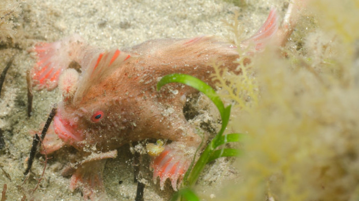 Naučnici snimili veoma retku "ribu sa šakama" posle 22 godine